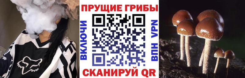 Псилоцибиновые грибы прущие грибы  Невель 
